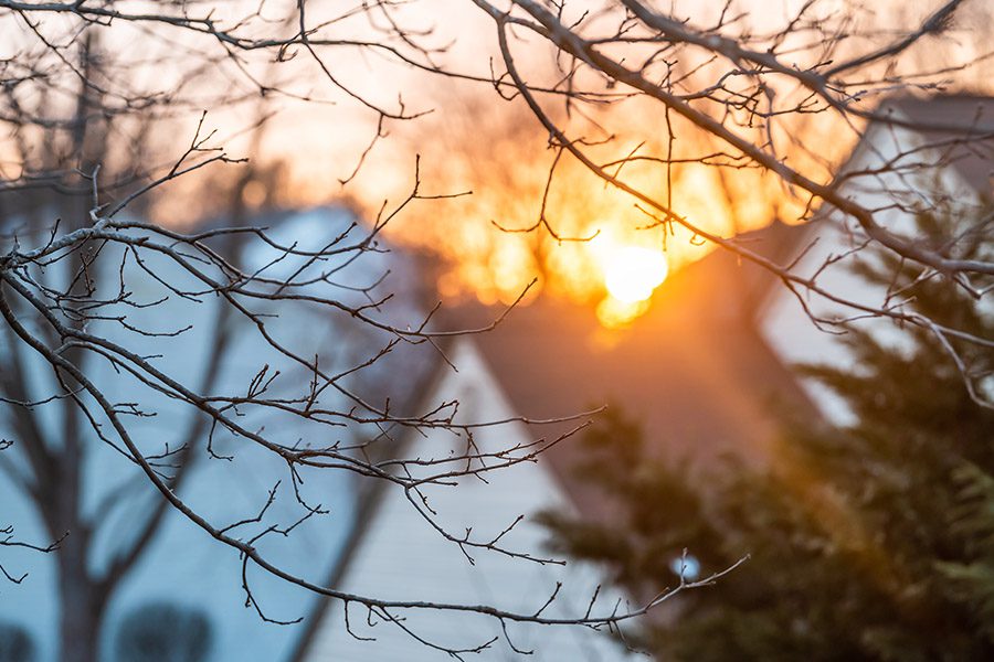 Sterling, VA - Sunlight Framed by Trees in Winter in a Northern Virginia Suburban Neighborhood
